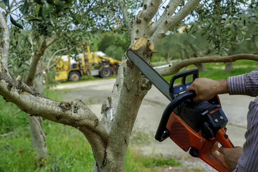 How Tree Trimming Prevents Damage To Your Property Oakland, CA How Tree Trimming Prevents Damage To Your Property Oakland, CA