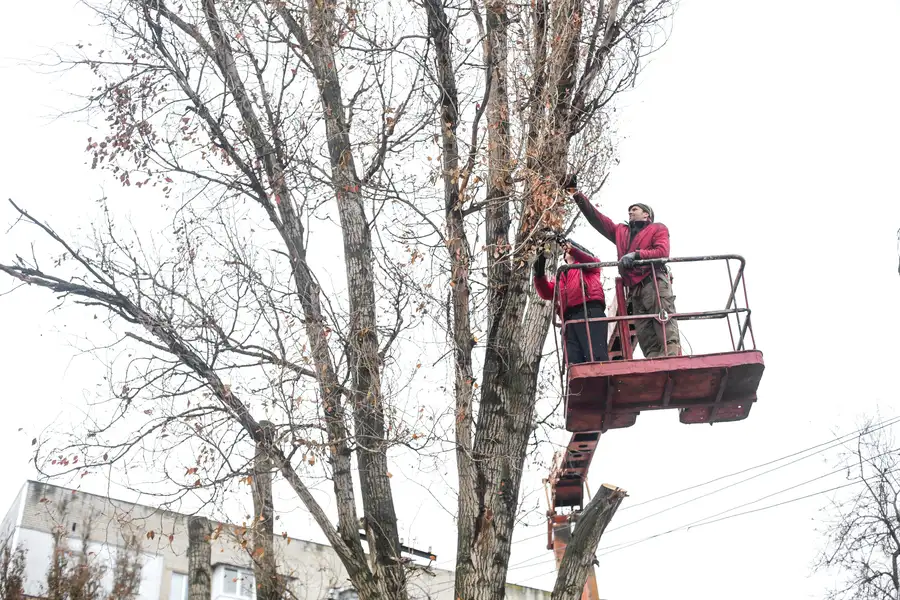 How Tree Trimming Prevents Damage To Your Property in Oakland, CA How Tree Trimming Prevents Damage To Your Property in Oakland, CA