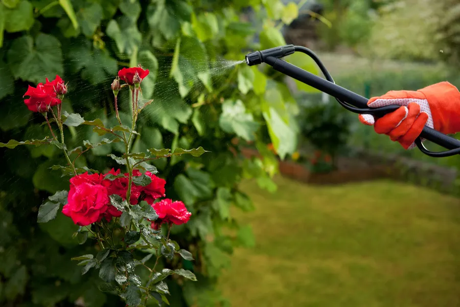 The Benefits Of Professional Pruning In Garden Maintenance Oakland, CA The Benefits Of Professional Pruning In Garden Maintenance Oakland, CA